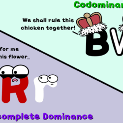 Amoeba sisters video recap incomplete dominance codominance answer key