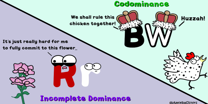 Amoeba sisters video recap incomplete dominance codominance answer key