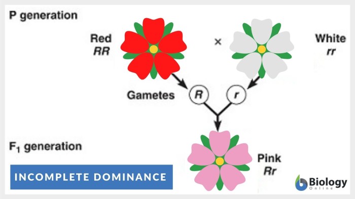 Amoeba sisters video recap incomplete dominance codominance answer key